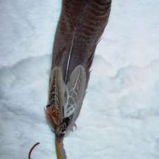 Prayer Feather
