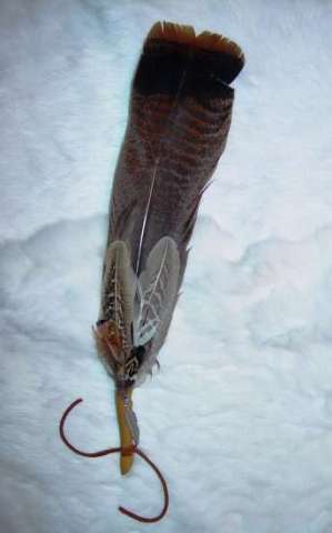 Prayer Feather