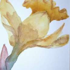 Daffodil