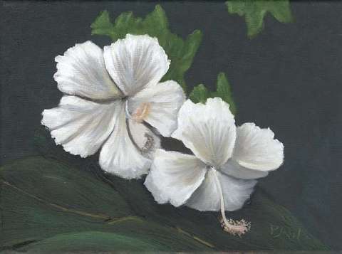 White Hibiscus