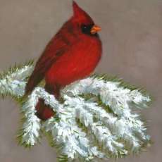 Cardinal in the Snow