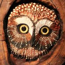 Owl Face