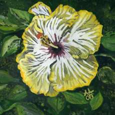Yellow Hibiscus
