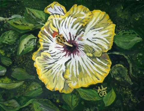 Yellow Hibiscus