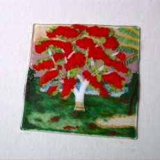 Sue's Royal Poincianna