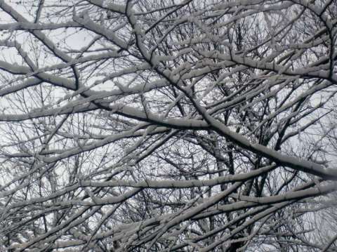 Snowy Trees