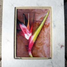 Photographic Original Digital Print - framed