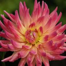 Dahlia Brilliance