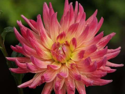 Dahlia Brilliance