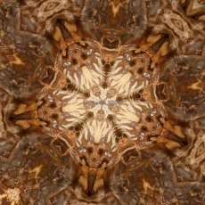 Petrified Wood Spirit