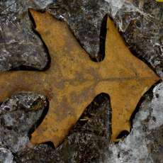 Frozen Leaf