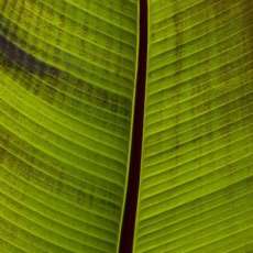 Palm Leaf