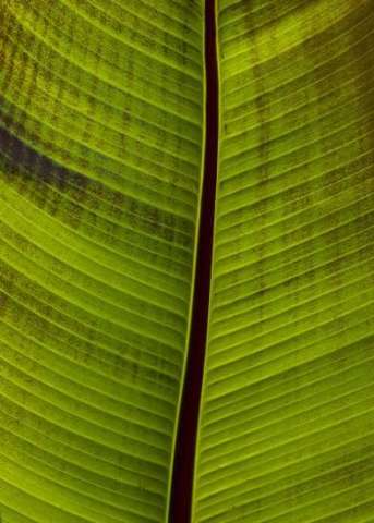 Palm Leaf