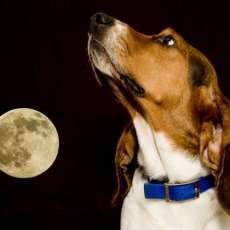 Howling at the Moon