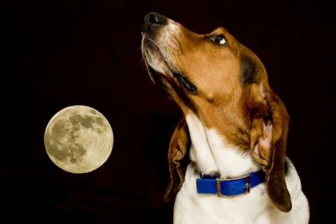 Howling at the Moon