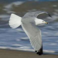 Sea Gull
