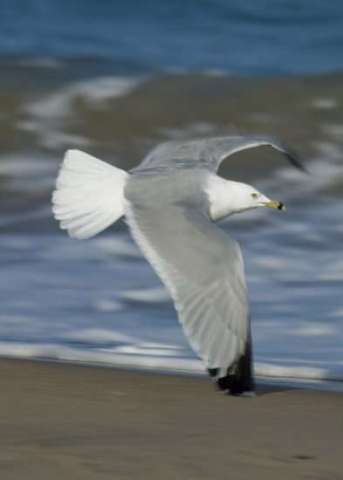 Sea Gull