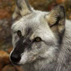 Portrait of a Wolf