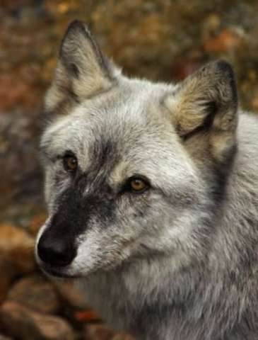 Portrait of a Wolf