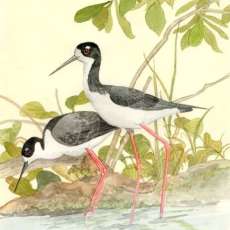 Hawaiian Stilts