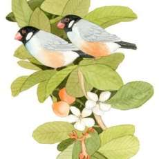 Java Sparrows