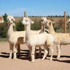 Alpacas and the Antelope