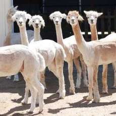 Shearing day...yes we know we look funny!
