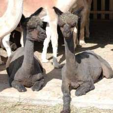 El Humo and Barn Dancer..Shearing Day