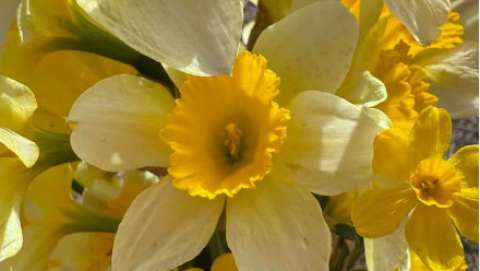 Wye Daffodil Festival