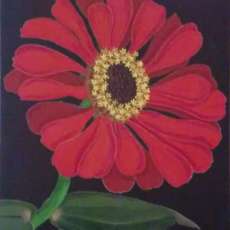 Red Zinna From My Garden