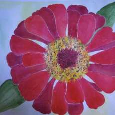 Zinna From My Garden