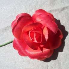 Full Open Rose