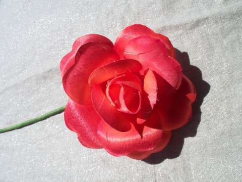 Full Open Rose