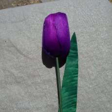 Tulip