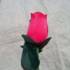 Long Stem Rose