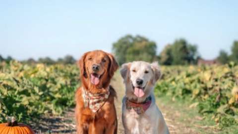 Dog Days at the Maze