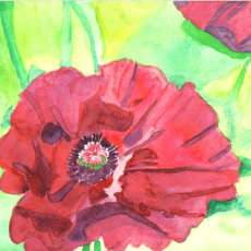 Poppy in Watercolor