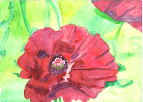 Poppy in Watercolor