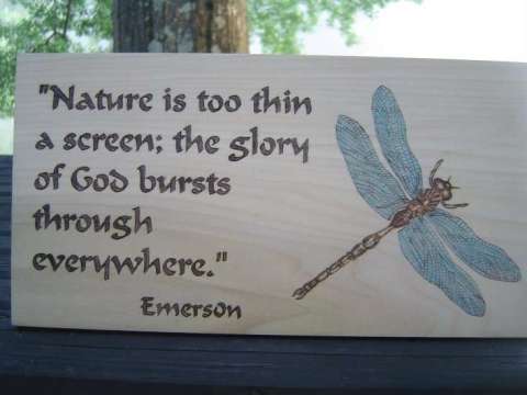 Dragonfly with quote