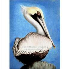 Gulf Coast Wildlife Series - Pelican