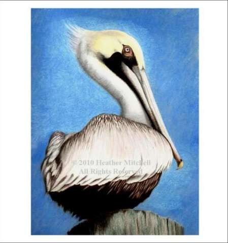 Gulf Coast Wildlife Series - Pelican