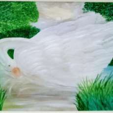 Swan on Lake