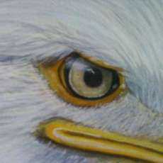 Eagles eye