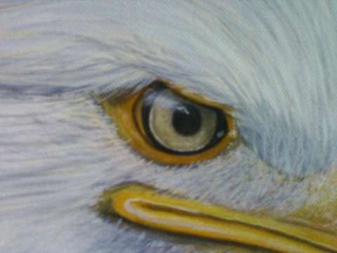 Eagles eye