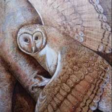Barn Owl