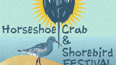 Horseshoe Crab & Shorebird Festival