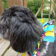 Multi color pawprint/Yellow/Teal