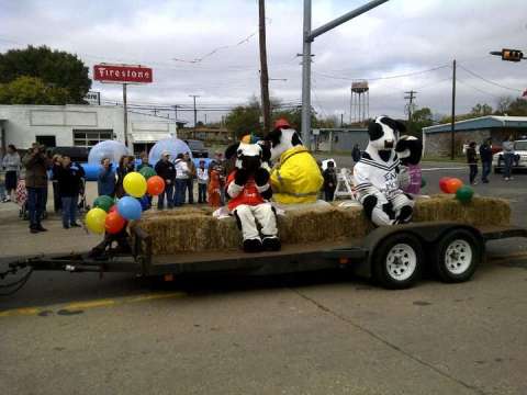 Chik Fil-A Cows