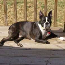 Desparately Seeking Buddy