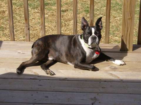 Desparately Seeking Buddy